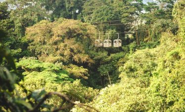 Aerial tram gliding over lush rainforest.