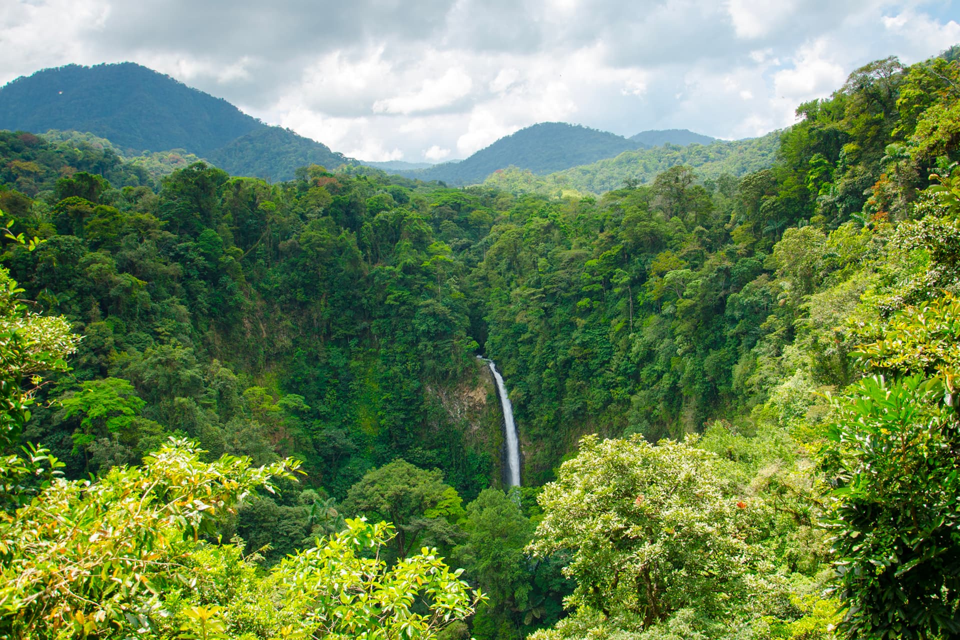 Lush rainforest with cascading waterfall