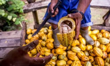 Cacao Tour and Waterfall Adventure in Puerto Viejo