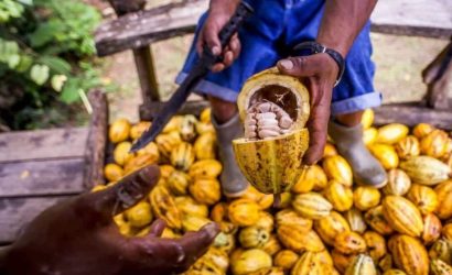Cacao Tour and Waterfall Adventure in Puerto Viejo