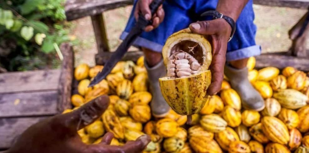 Cacao Tour and Waterfall Adventure in Puerto Viejo