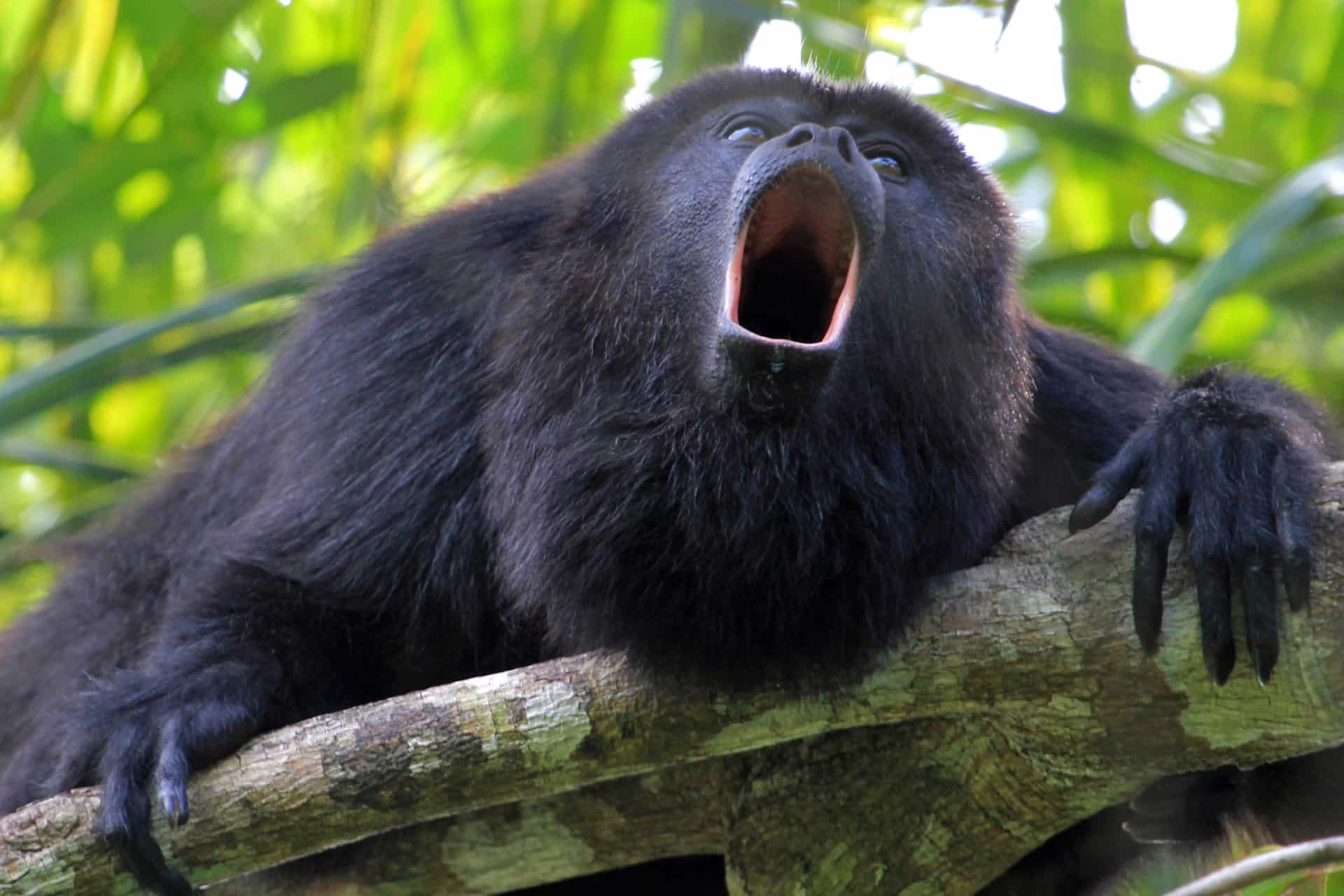 Black howler monkey vocalizing loudly