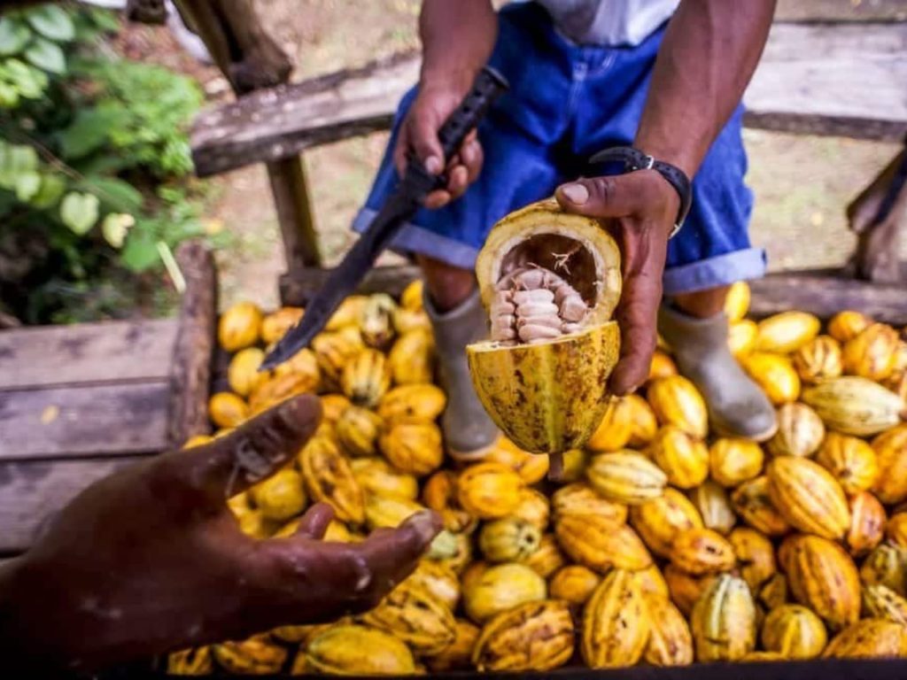 Cacao Tour and Waterfall Adventure in Puerto Viejo